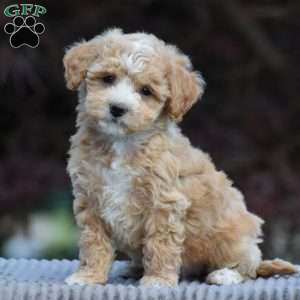 Beau, Bich-Poo Puppy